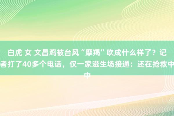 白虎 女 文昌鸡被台风“摩羯”吹成什么样了？记者打了40多个电话，仅一家滋生场接通：还在抢救中