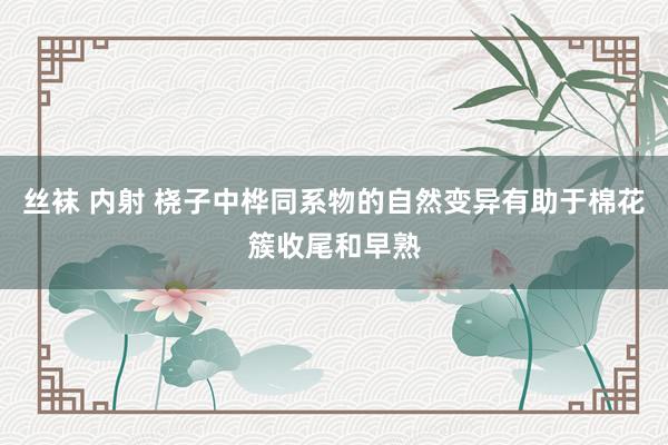 丝袜 内射 桡子中桦同系物的自然变异有助于棉花簇收尾和早熟